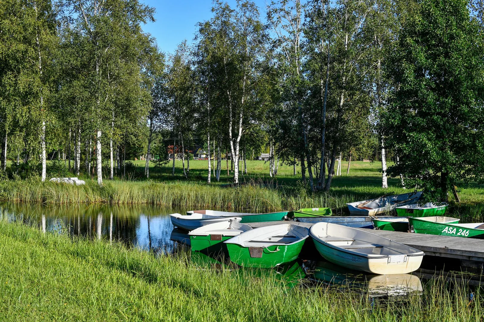 PuuveneitÃ¤ laiturilla koivujen keskellÃ¤ Espoossa